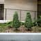 3ft. UV Resistant Boxwood Plant Set with Integrated Ground Stake